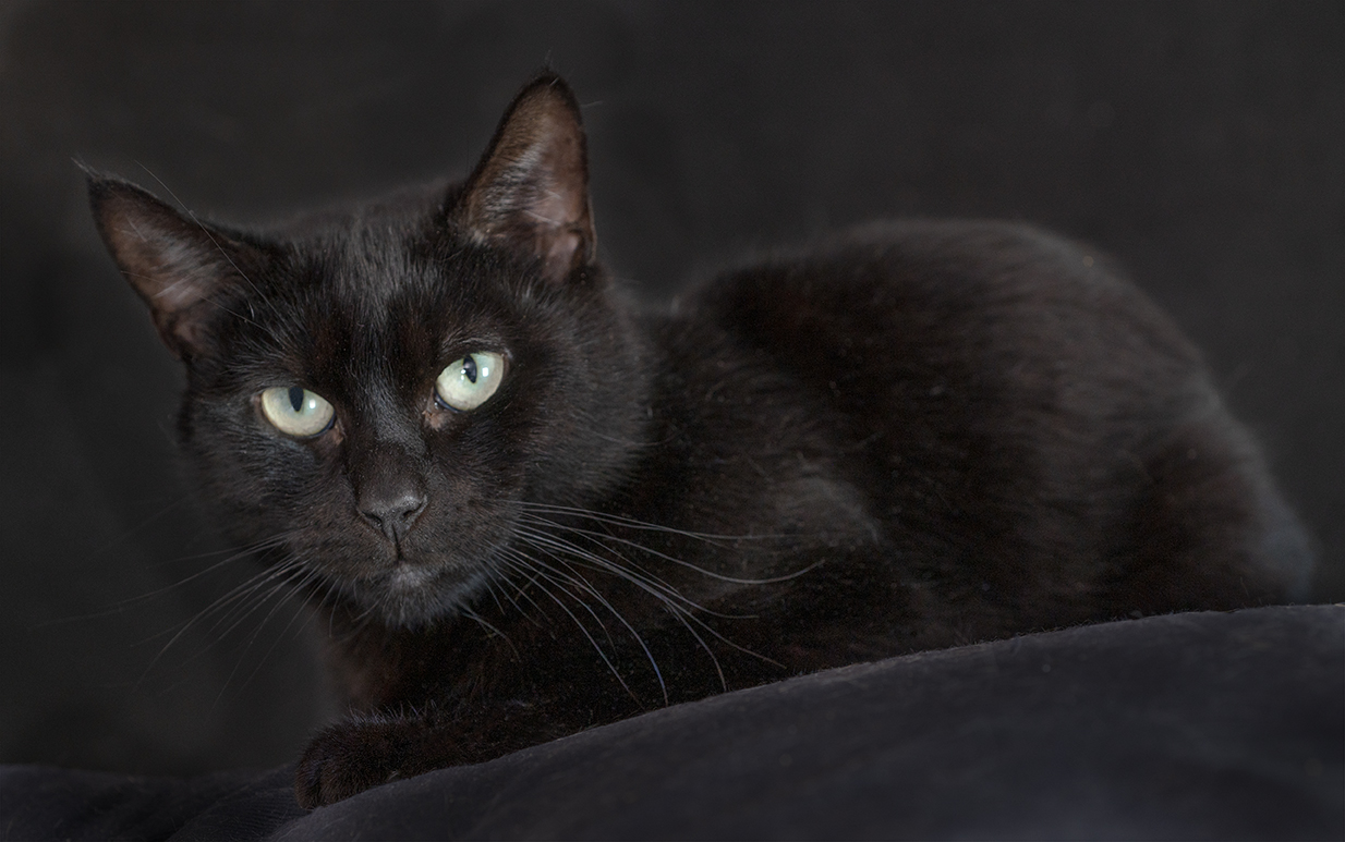 Top Cat Sanctuary cat photo